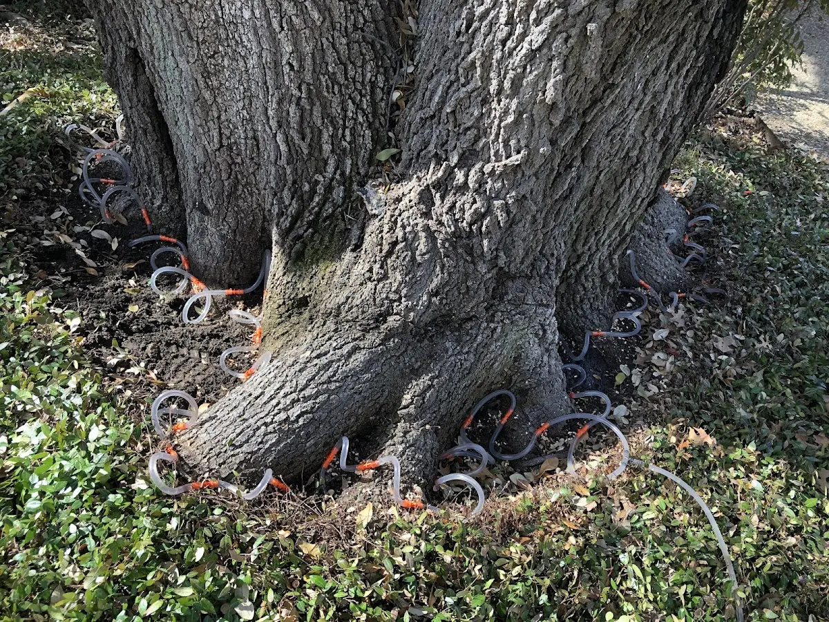 Detailed Tree Cabling and Bracing job site in Minoa
